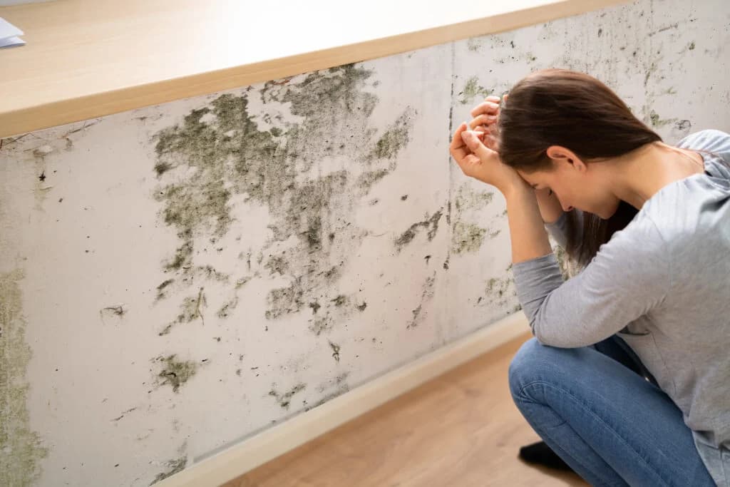 Damp & Toxic Black Mould