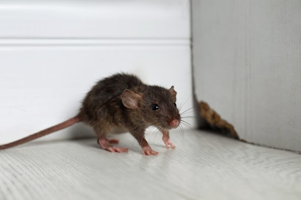 Pest & Rodent Infestations